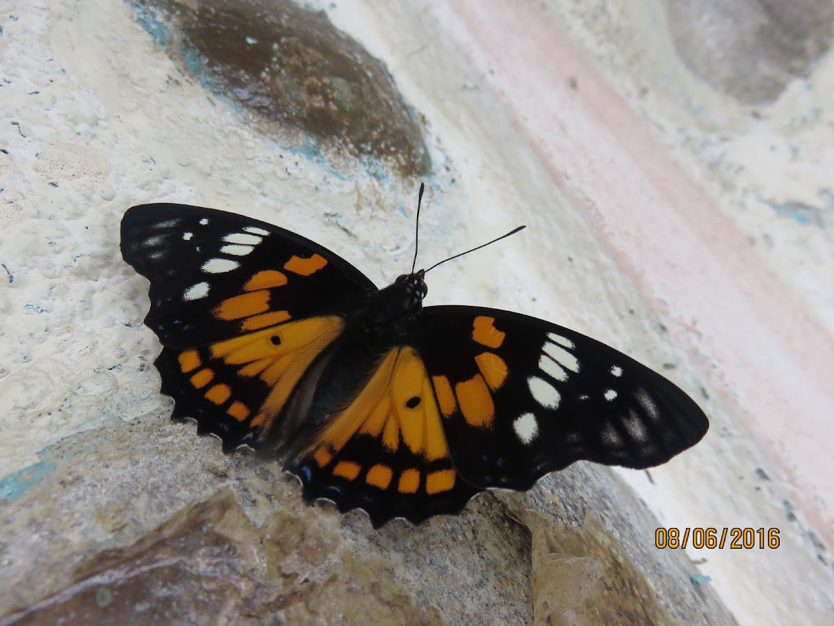 Eastern Courtier  Butterfly