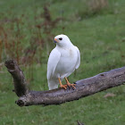 Grey Goshawk (white morph)