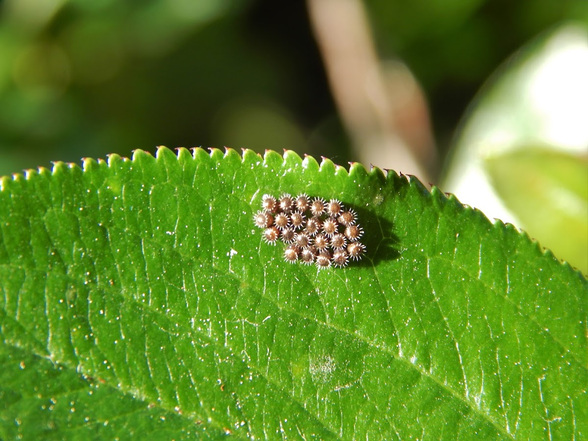 Predatory Stink Bug Eggs