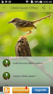 Ciblek Sawah Offline - náhled