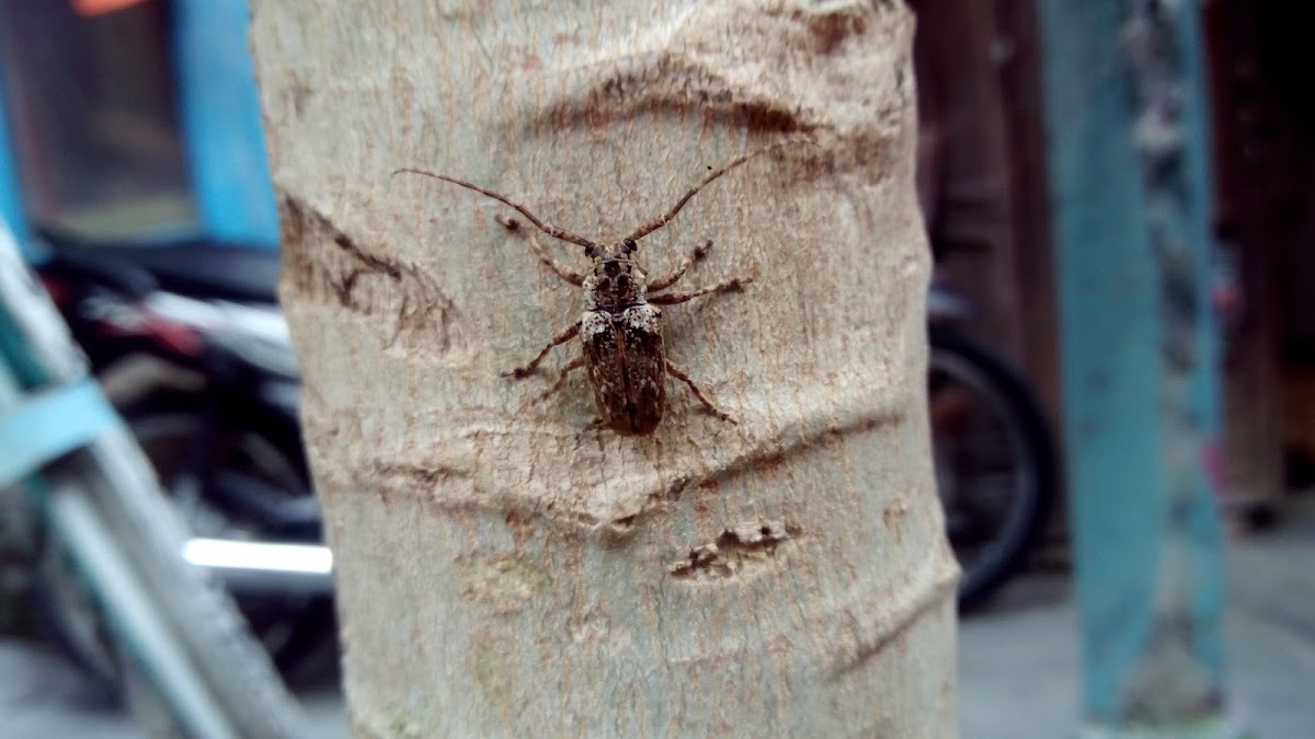 Longhorn Beetle