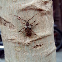 Longhorn Beetle