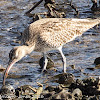 Whimbrel