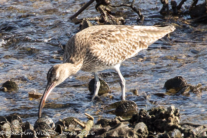 Whimbrel