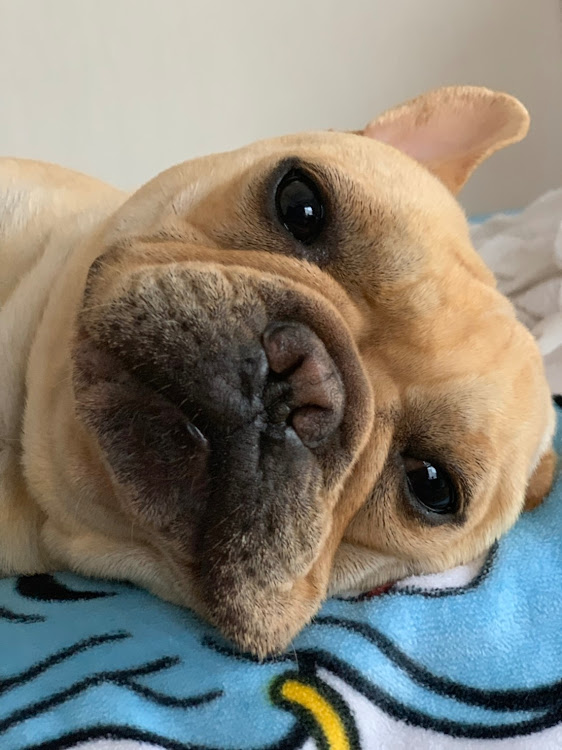 ヴェゼルの車検戻し・直管・めんどくさい・フレブル・一眼レフに関するカスタム事例の投稿画像7枚目