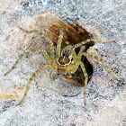 Indian funnel web spider