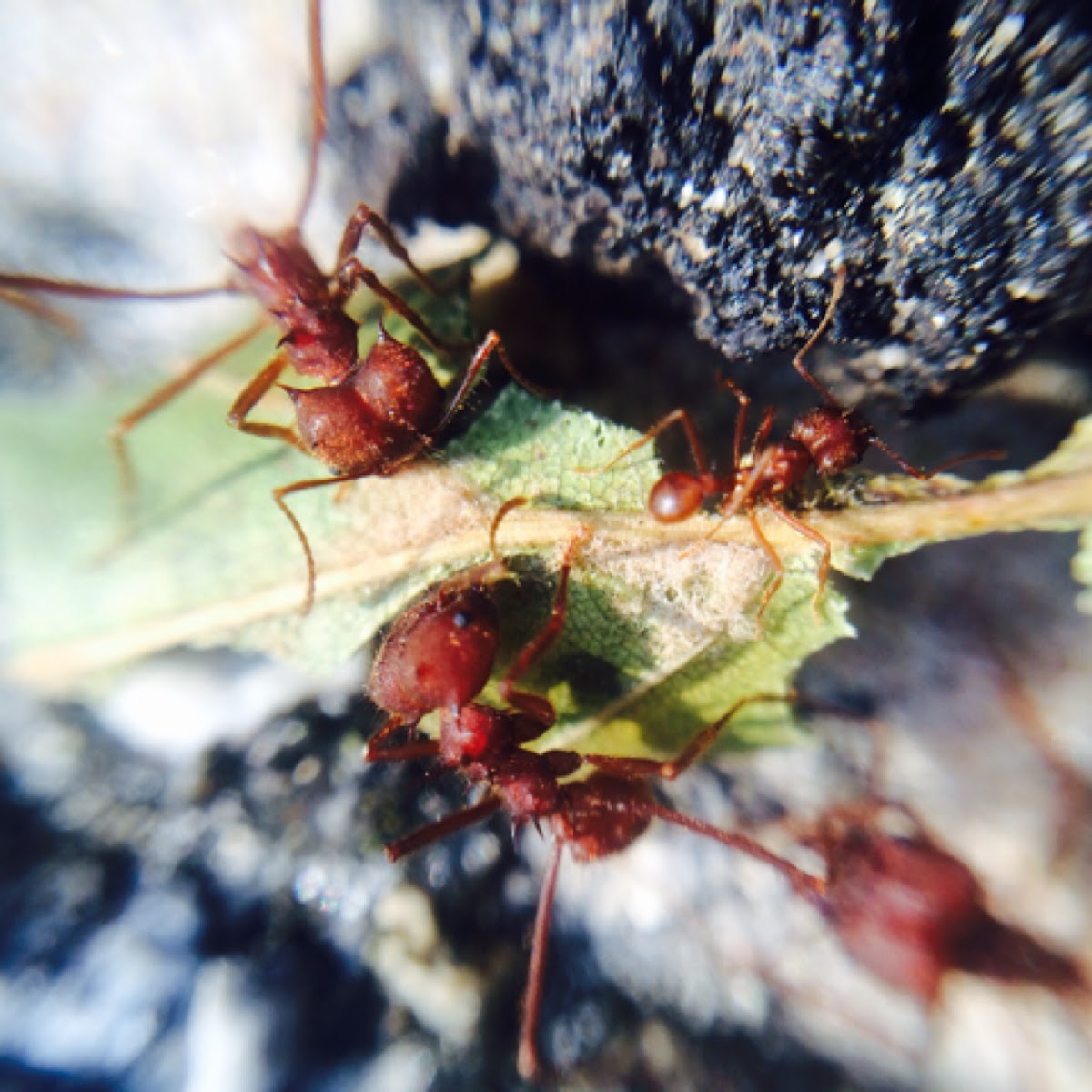 Desert Leafcutting Ant