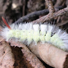 Pale tussock