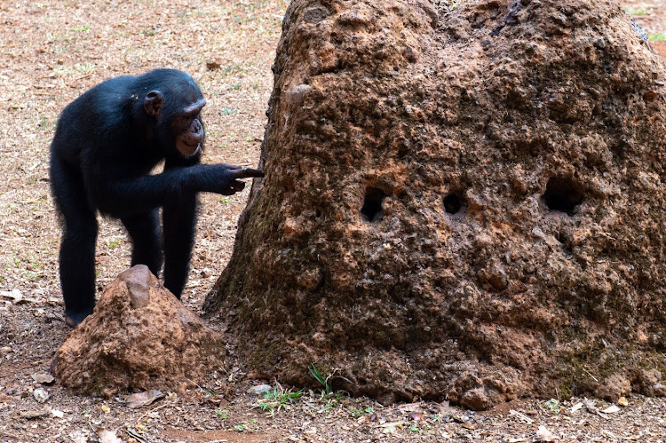 A lone chimp at the Tacugama Chimpanzee Sanctuary in Sierra Leone