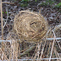 Warbler (nest)