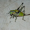 Eupholidoptera katydid cricket