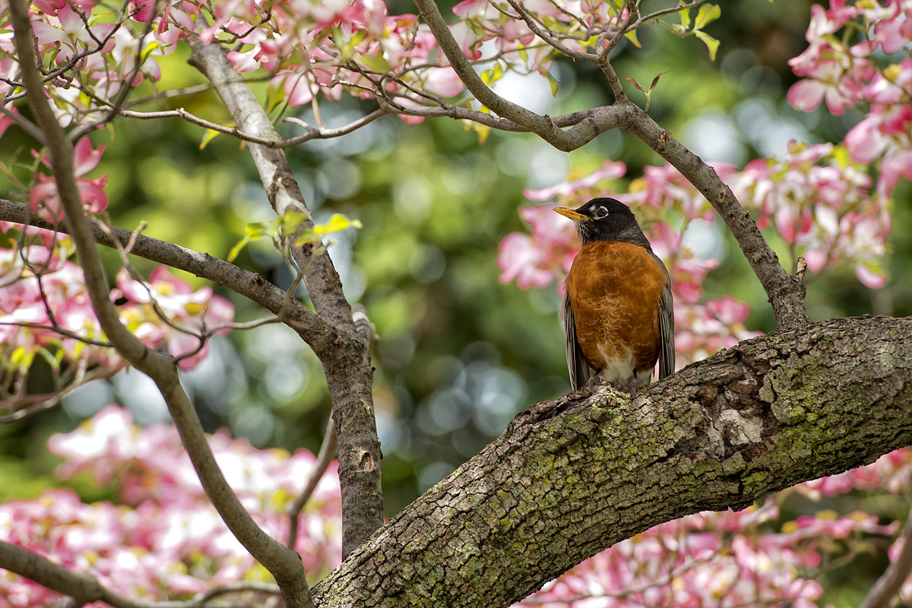 Cherry Blossom di Andrea Izzotti