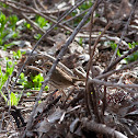 Ovenbird