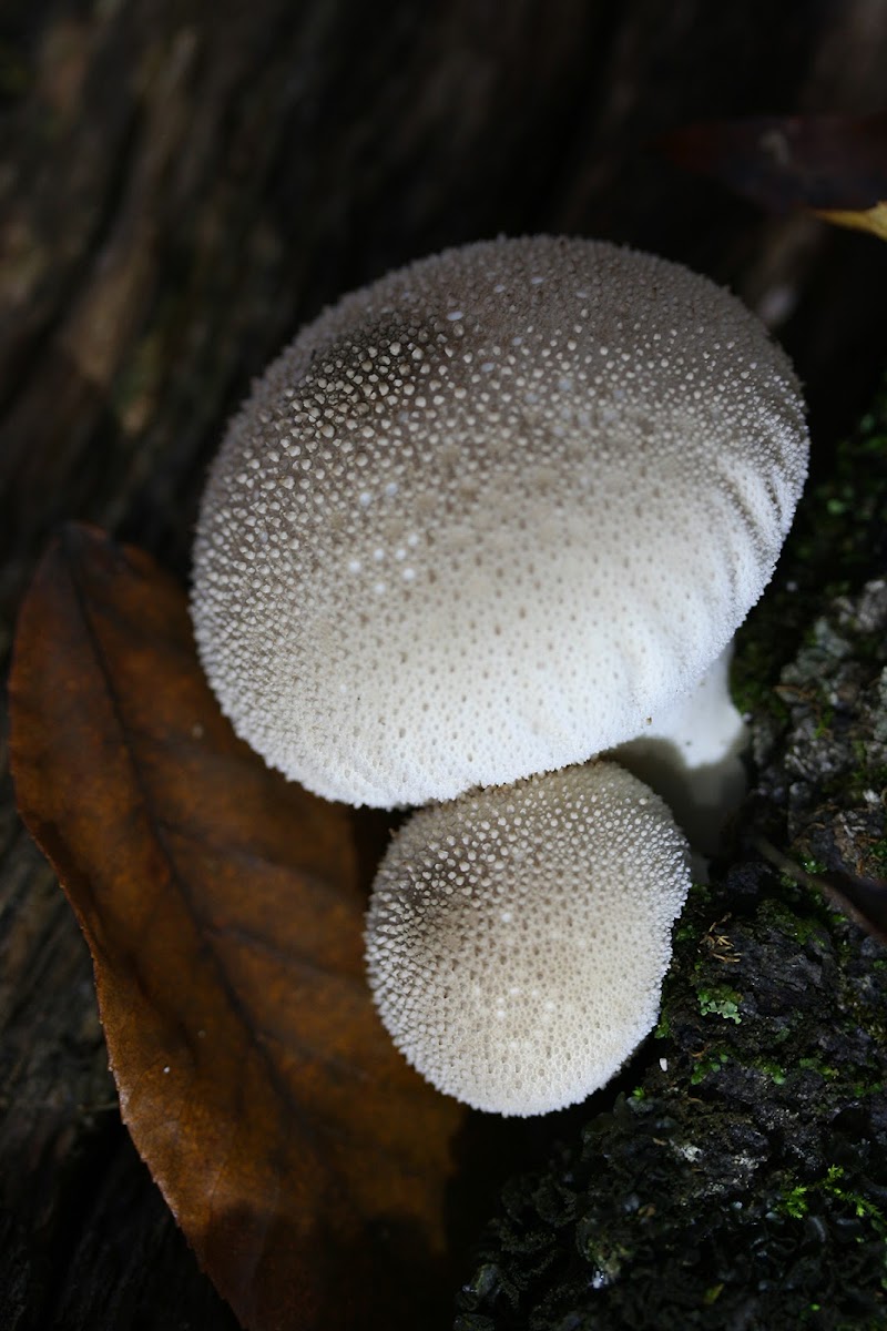 Stump Puffballs