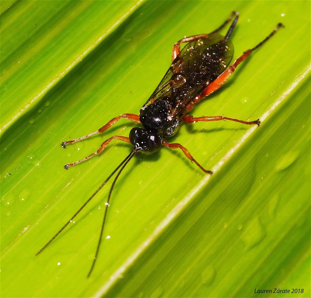 Ichneumonid Wasp