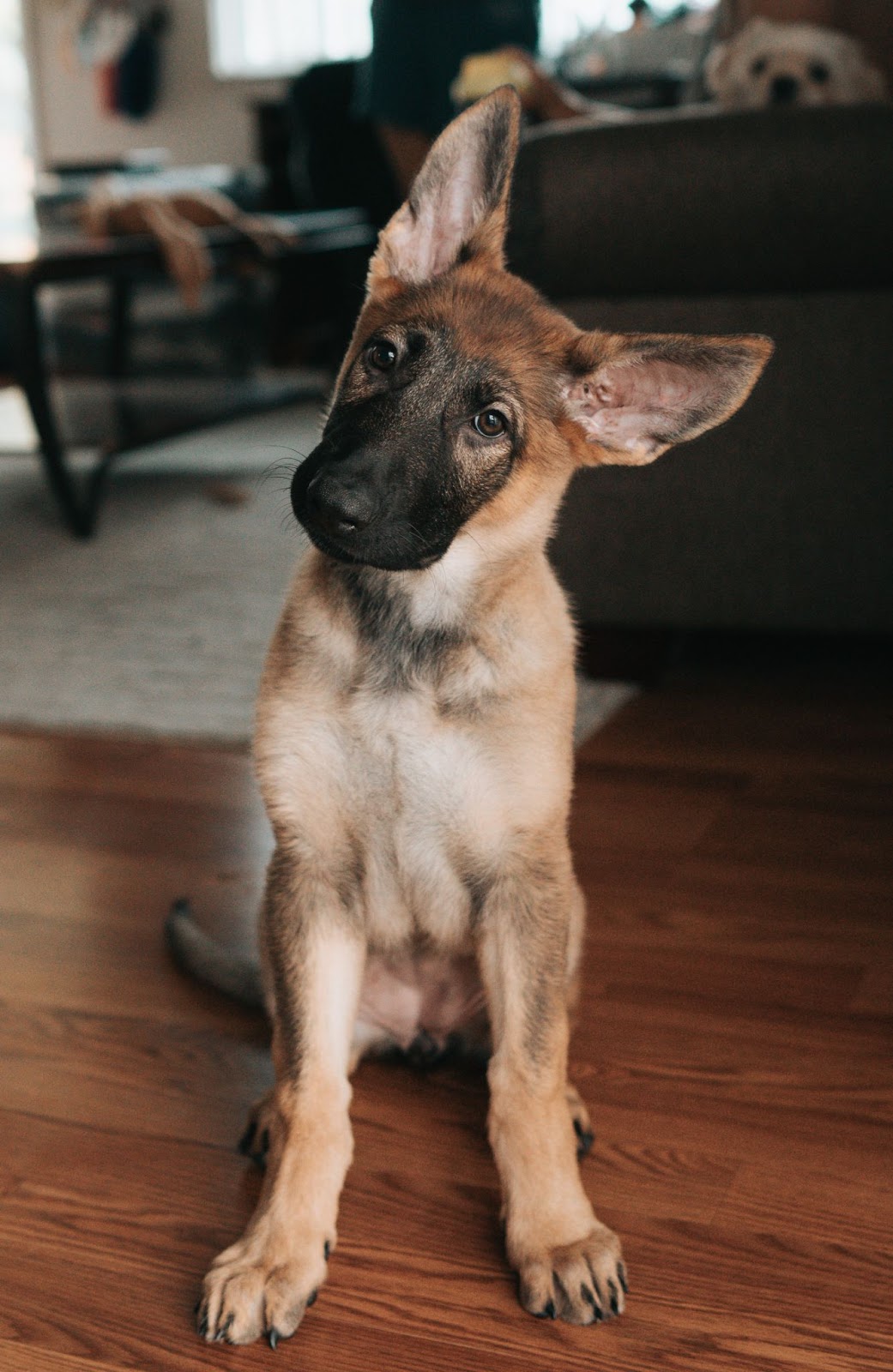 A picture of a young German shepherd with its head cocked to the side, looking puzzled.