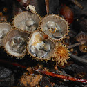 Fluted Bird's Nest Fungi