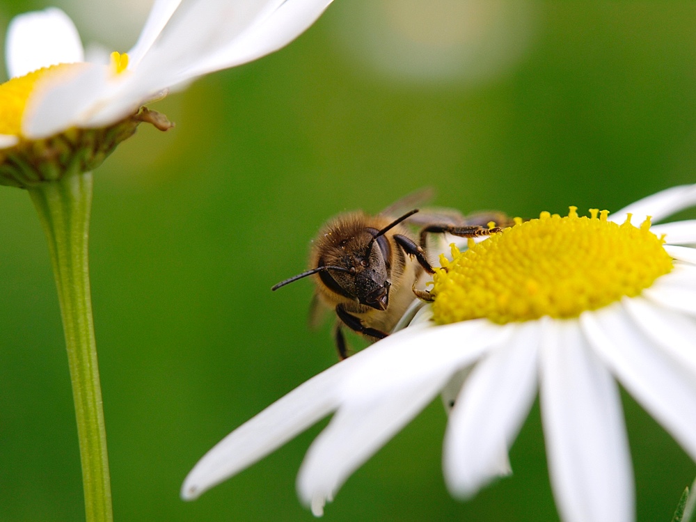 Abeja europea (Western honey bee)