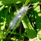 Hickory Tussock Moth