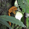 Eyelash Viper