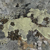 Golden Moonglow Lichen