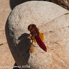 Broad Scarlet