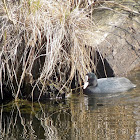 Eurasian Coot