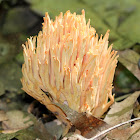 Coral Fungi