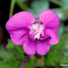 lousewort