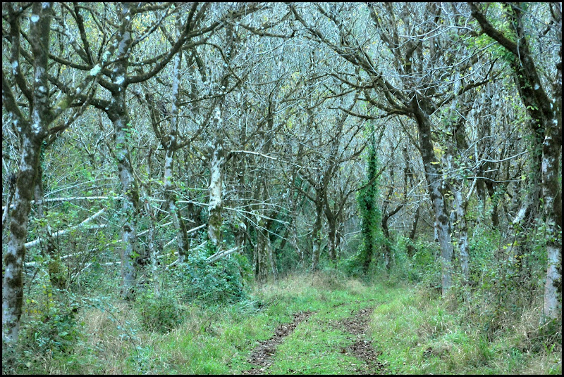 Il bosco d'inverno di Teresina2013