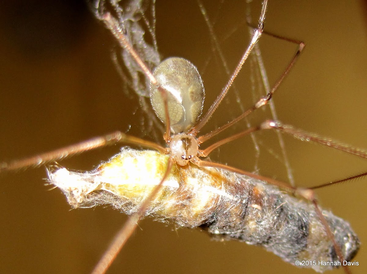 Cellar spider