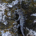 Clark's spiny lizard