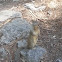 California Ground Squirrel