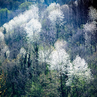 il tenue colore della primavera di 