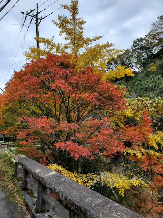 の投稿画像8枚目