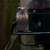 Rose-Breasted Grosbeak (Female)