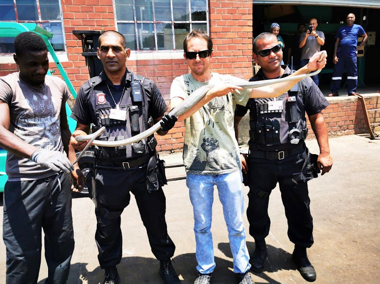 Members of Reaction Unit SA and snake catcher Jason Arnold removed a 2.4m black mamba from a factory in Durban.