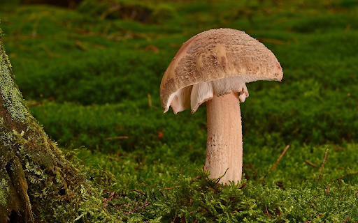 Mushrooms and Green Grass screenshot 1