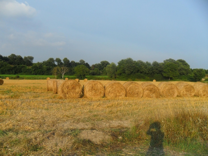 OMBRE SULLA PAGLIA di Trutzy