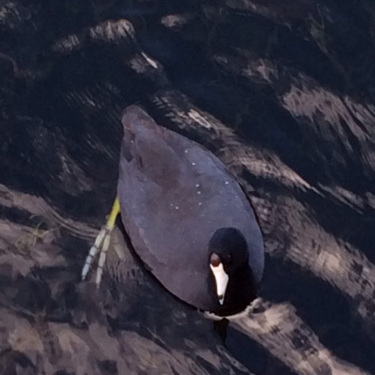 American Coot