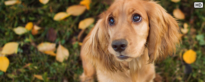 My Spaniel Dog & Puppy HD Wallpapers marquee promo image