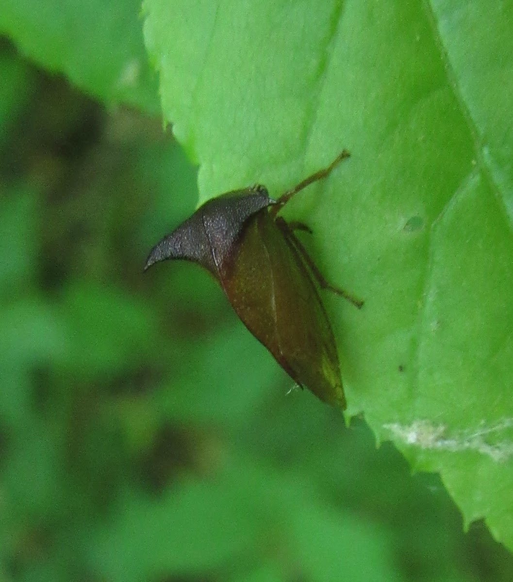 Buffalo Treehopper