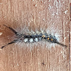 Fir Tussock Moth Caterpillar