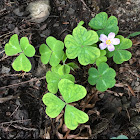 Redwood Sorrel