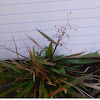 Panicoid grass