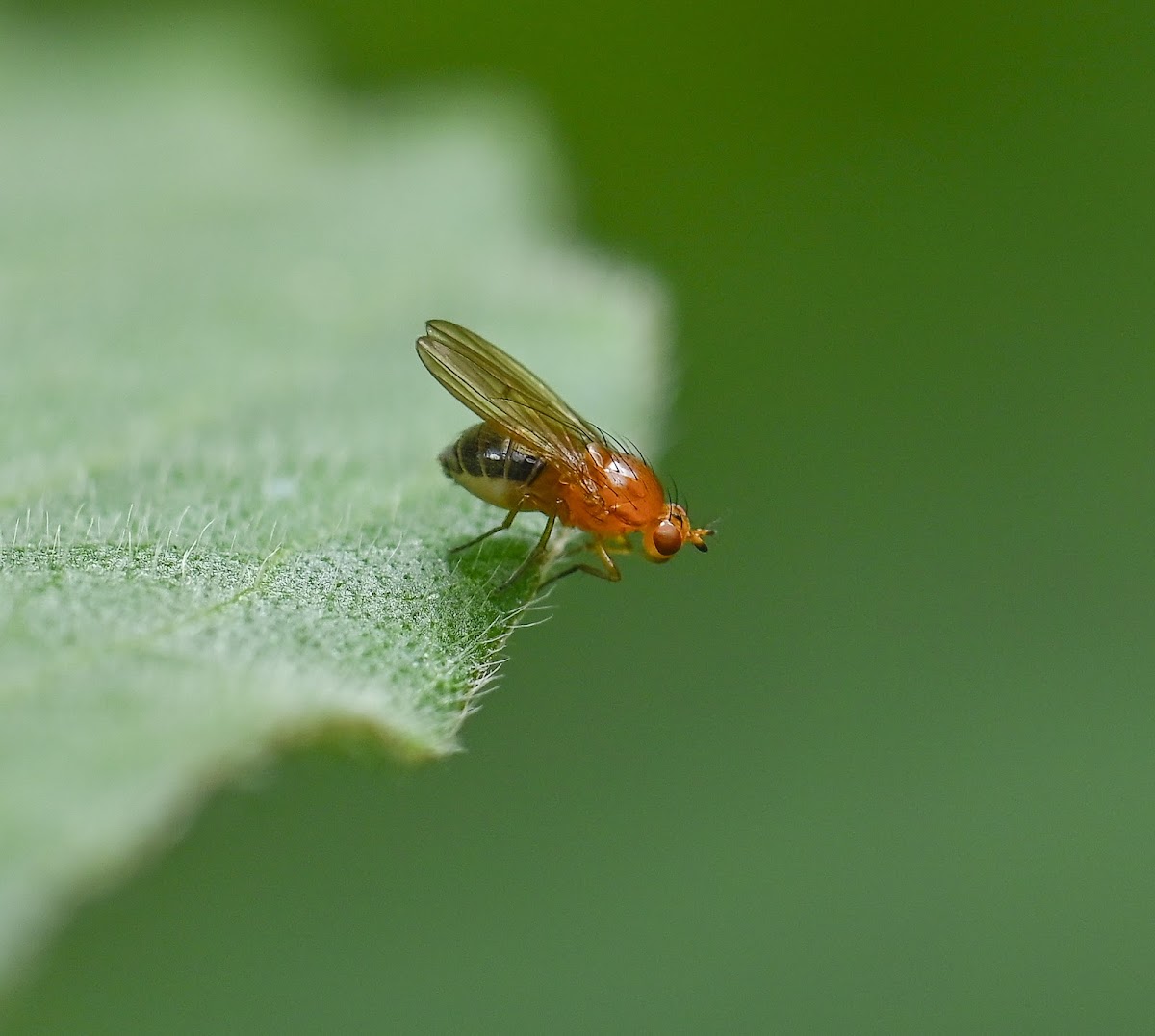 lauxaniid fly