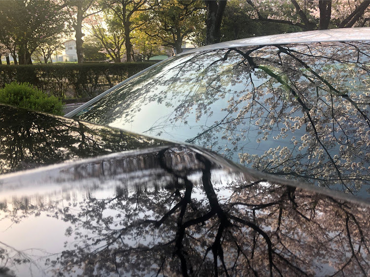 シビックタイプRの桜と愛車に関するカスタム事例の投稿画像9枚目
