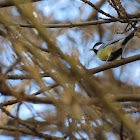 Great Tit