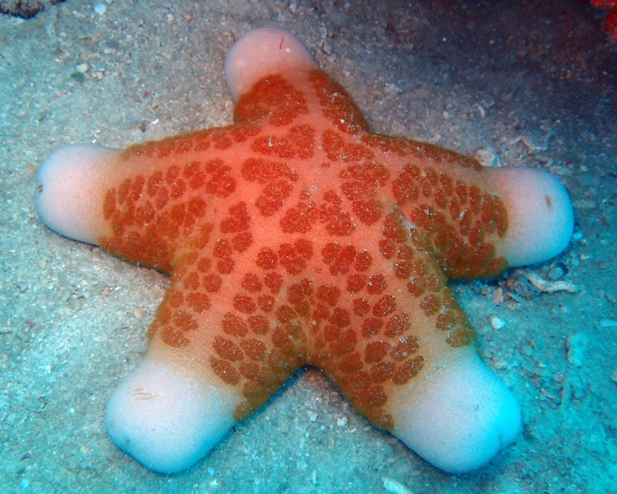 Granular Sea Star