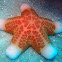 Granular Sea Star